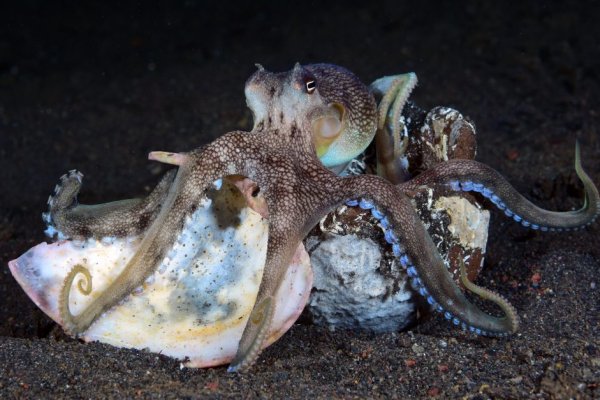 Kraken at зеркало